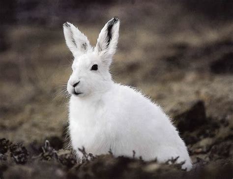 File:Arctic hare.jpg - Wikimedia Commons