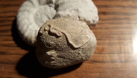 Fossilized cretaceous sea worm? - Fossil ID - The Fossil Forum