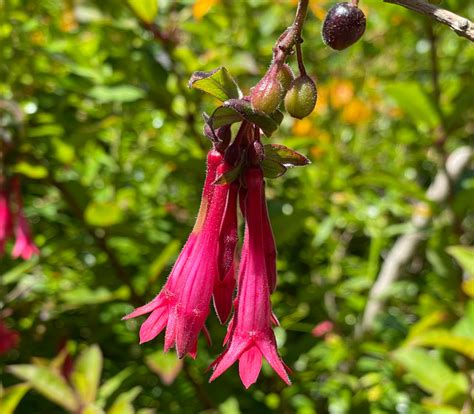 Fuchsia magellanica - Hardy Fuchsia - Seeds