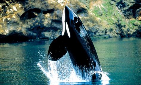 30 Beautiful Killer Whale Pictures and HD Wallpapers