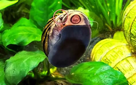 Do Nerite Snails Reproduce: (Tips for Successful Breeding)