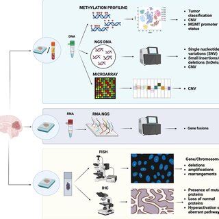 Overview of ependymoma molecular types according to the latest WHO 2021... | Download Scientific ...