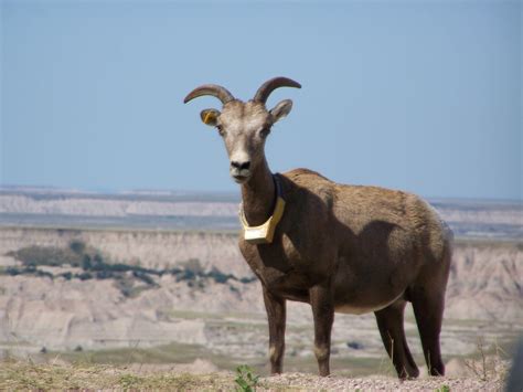 Pronghorn Sheep in Badlands National Park | Animals, Wild mustangs, Badlands