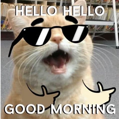 Funny Cat Good Morning Meme