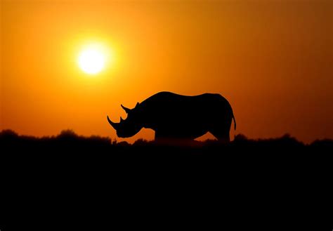 Rhino Conservation - Medium