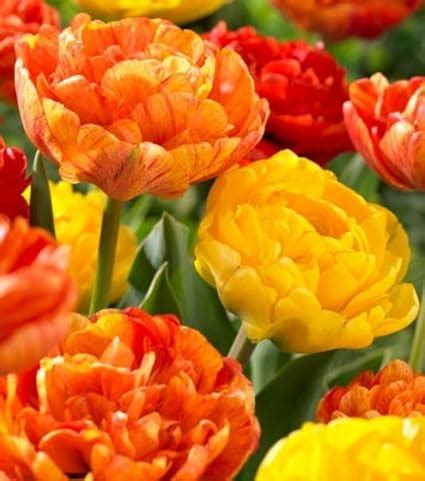 Amazon.com : Spring Joy Double Mixed Tulip Bulbs for Planting - Easy to ...