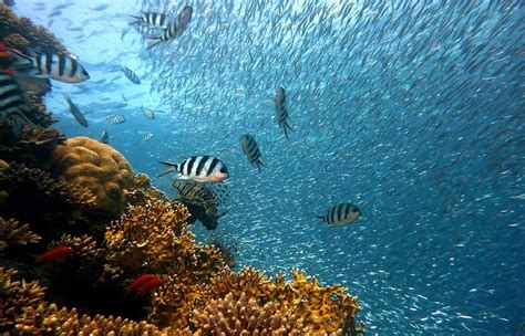 Coral Snails: An Unexpected Threat to Already Damaged Reefs | The University Network