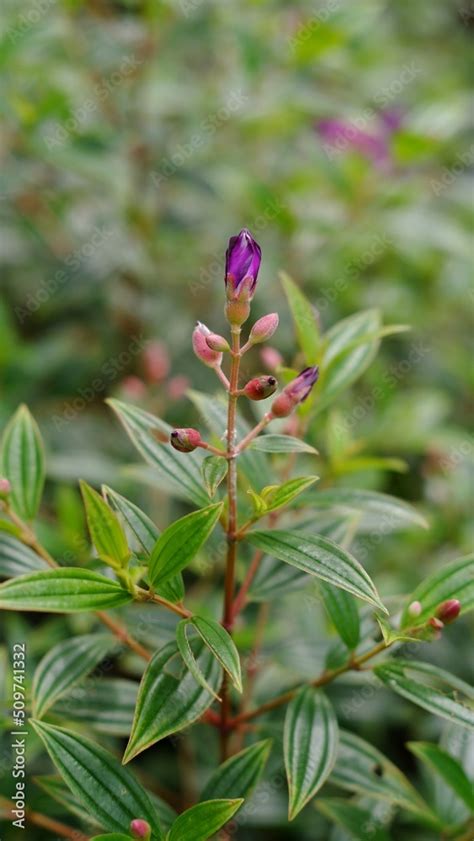 Foto de Pleroma urvilleanum, synonym Tibouchina urvilleana known as glory bush, lasiandra ...