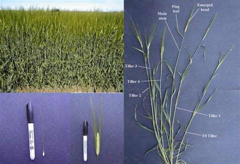 Barley | South Central & Southeast Idaho Cereals | UI Extension