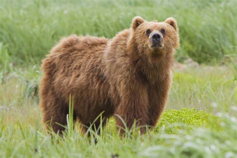 File:2010-kodiak-bear-1.jpg - Wikipedia