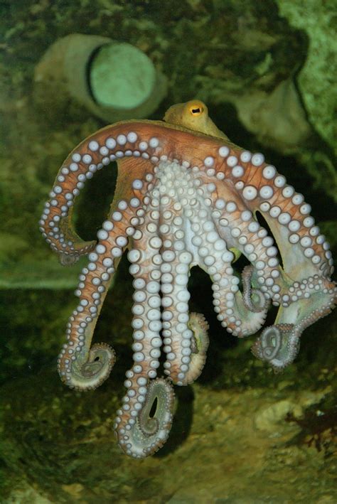 Can Squid Protein Replace Plastics? - Long Island Sound Study