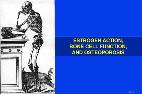 PPT - ESTROGEN ACTION, BONE CELL FUNCTION, AND OSTEOPOROSIS PowerPoint ...