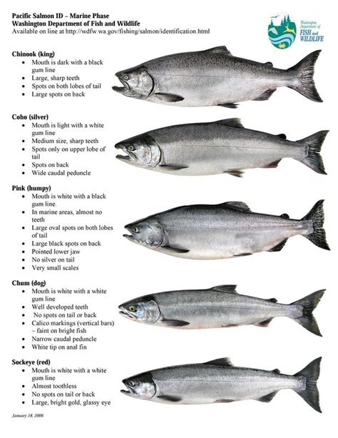 Pacific Salmon Identification Chart