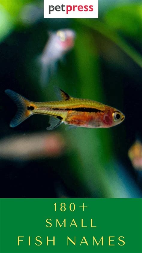 180+ Small Fish Names For Your Adorable Small Fishes