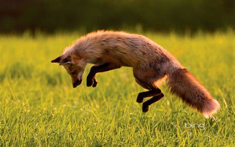 Fox Jumping Bing ~ Dream Wallpapers