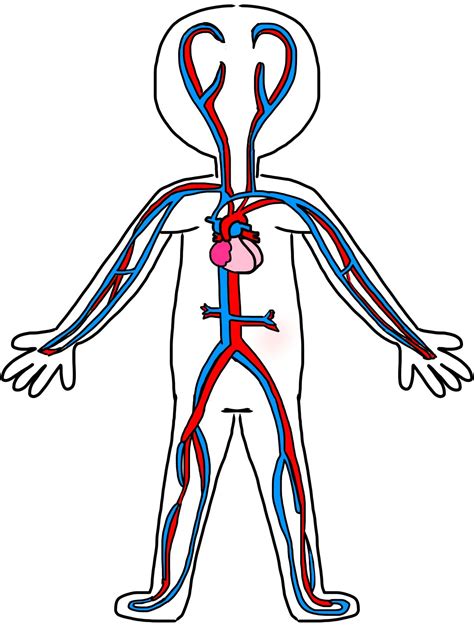 Pin by JB Basra =) 💗💜 on Respiratory & circulatory system | Circulatory system for kids ...