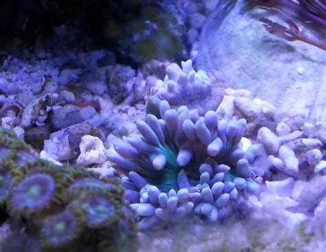 Duncan Coral | The Reef Tank