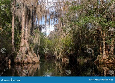 Cypress Swamp, Spanish Moss, Okefenokee Swamp National Wildlife Refuge Stock Photo - Image of ...