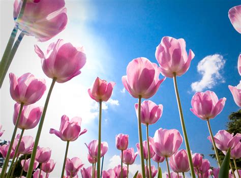 Wallpaper : flowers, sky, tulips, clouds, Sun, blossom, pink, spring ...