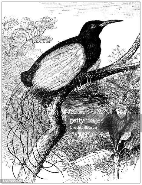 204 Papua New Guinea Bird Of Paradise Stock Photos, High-Res Pictures ...