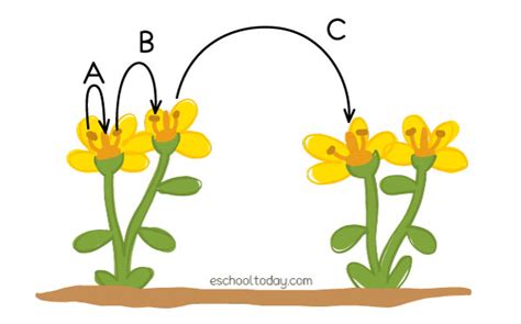 Self-pollination and cross-pollination – Eschooltoday