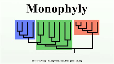 Monophyly - YouTube