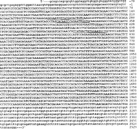 Nucleotide sequence analysis of elAPP699 cDNA Nucleotides are numbered... | Download Scientific ...