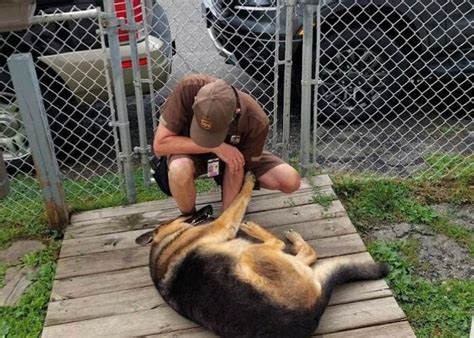 40 Times UPS Drivers Met The Cutest Dogs While On Duty, As Shared In ...