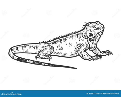 Iguana Sketch, Drawing a Big Lizard. Apparel Print Design Stock Illustration - Illustration of ...