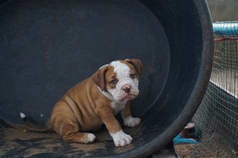 American Bandogge: Info, Pictures, Care Guide, Temperament & Traits | Hepper