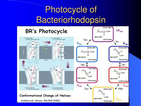 PPT - Bacteriorhodopsin PowerPoint Presentation, free download - ID:3524490