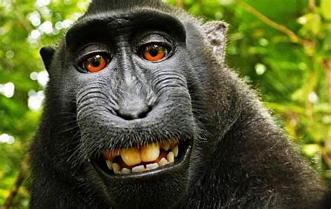 Monkey who took grinning ‘selfie’ should own copyright: US lawsuit