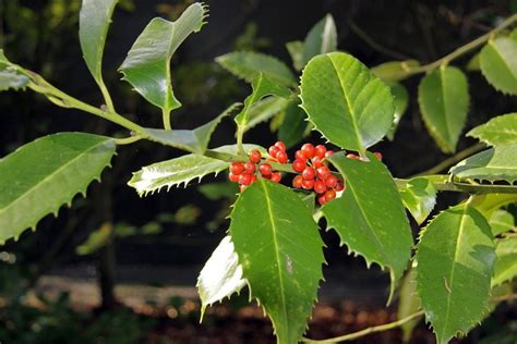 Luster Leaf Holly Evergreen Tree - Upright Evergreen Holly Broad-Leaved ...