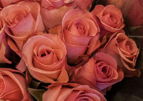 Pink Roses Flower Background Free Stock Photo - Public Domain Pictures