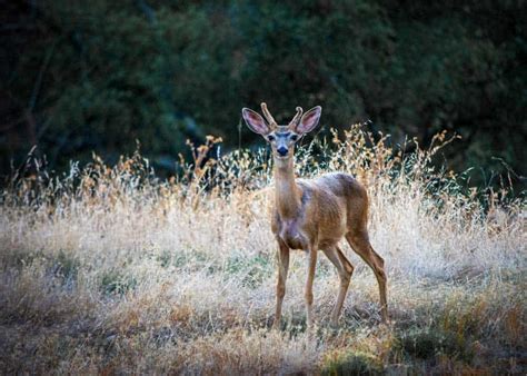 11 Best Trail Cameras for Wildlife Photography (Reviews / Comparisons) • GudGear