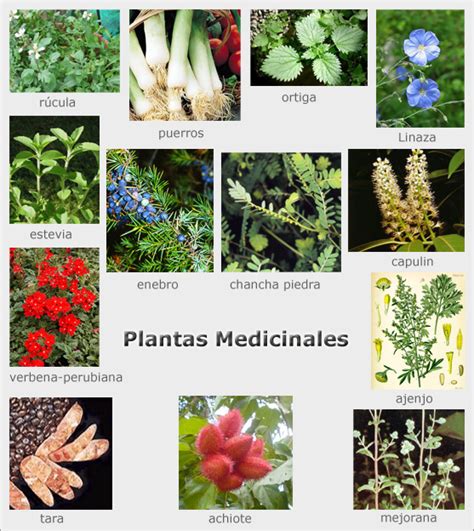 Plantas Medicinales; Hierbas Medicinales