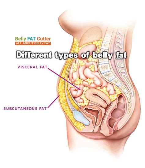 Different type of belly fat - The #1 most dangerous belly fat - Belly ...