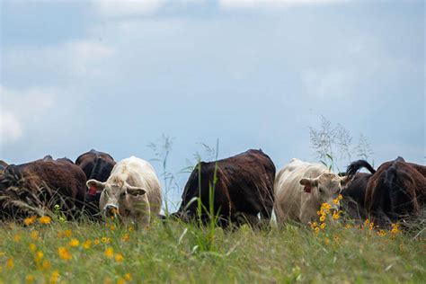 6 Tips for Improving Wildlife Habitat on Your Ranch – Noble Research ...