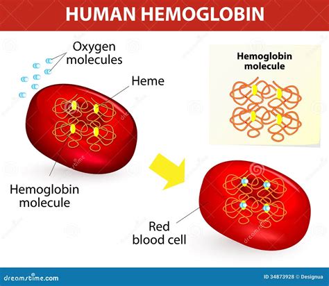 The life of an Oxygen molecule - Ted's Blog101