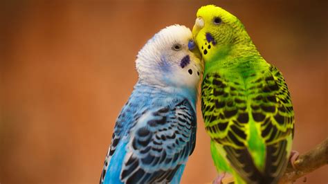 Blue Green Love Birds On Tree Branch In Blur Background HD Birds Wallpapers | HD Wallpapers | ID ...