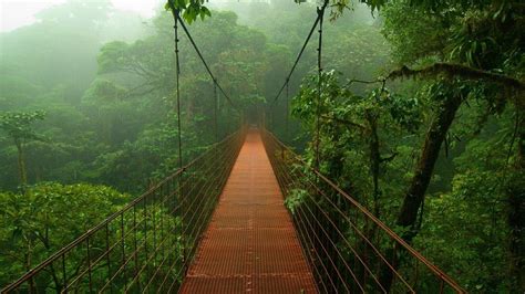 Rainforest Tree Wallpapers - Top Free Rainforest Tree Backgrounds ...