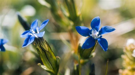 Fjällens flora – Swedish Lapland