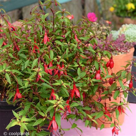 Fuchsia Magellanica: Tips and Care Guide