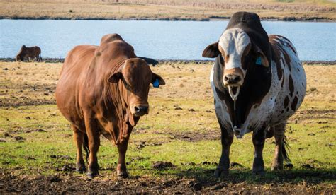 African Cattle Breeds - Farmhouse Guide