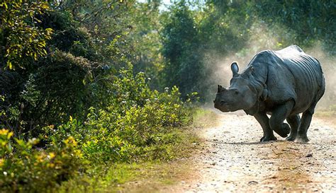 Kaziranga Now Home to 96 Species of Wetland Birds