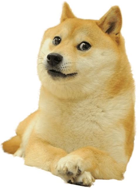 Meme Doge Free PNG HQ | Doge meme, Doge dog, Dog face