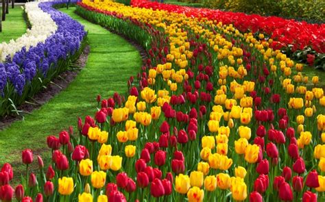 Kashmir has the most beautiful tulip garden in Asia