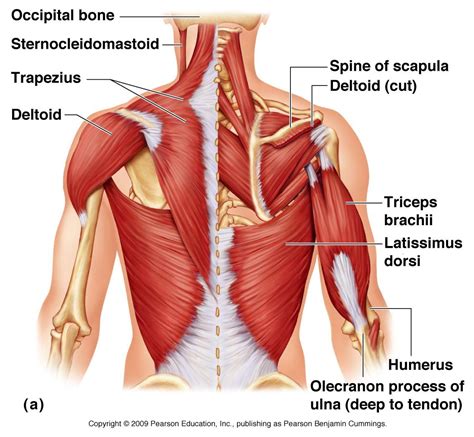 Neck And Back Muscles Diagram