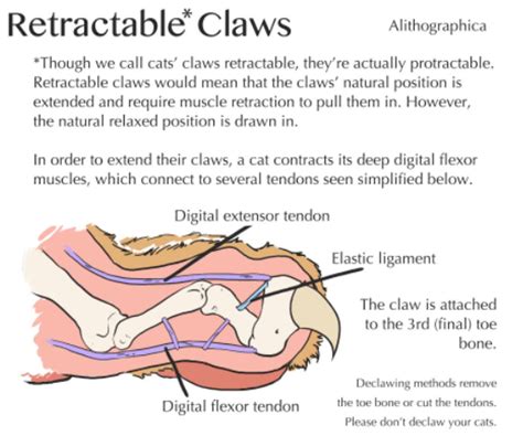 Retractable claws | As much as it pains me, I must admit the animation probably isn't terribly ...