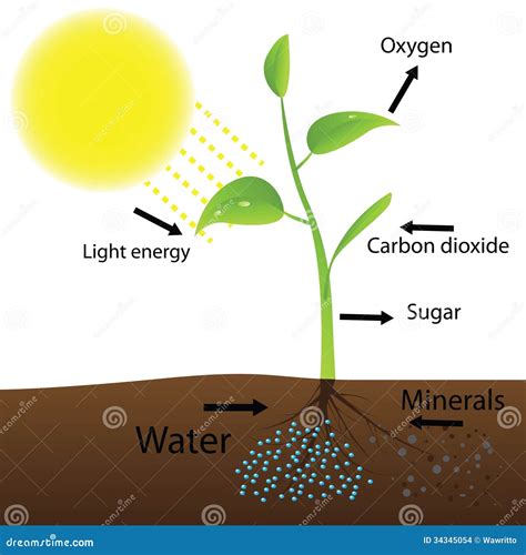 Esquema de la fotosíntesis ilustración del vector. Ilustración de diagrama - 34345054